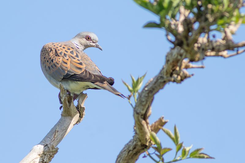Zomertortel / Turtle Dove