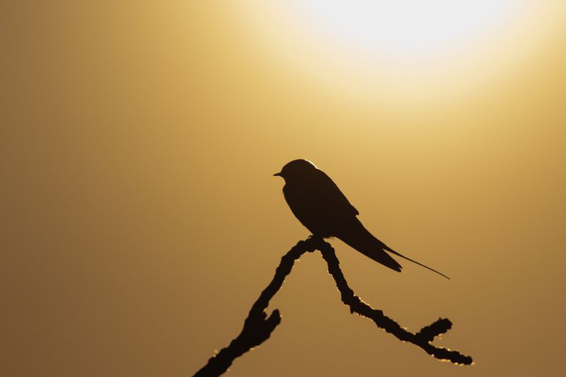 Barn Swallow at sunrise / Boerenzwaluw bij zonsopkomst