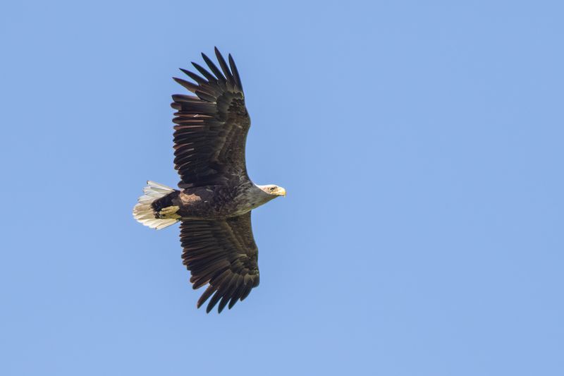 Zeearend / White-tailed Eagle