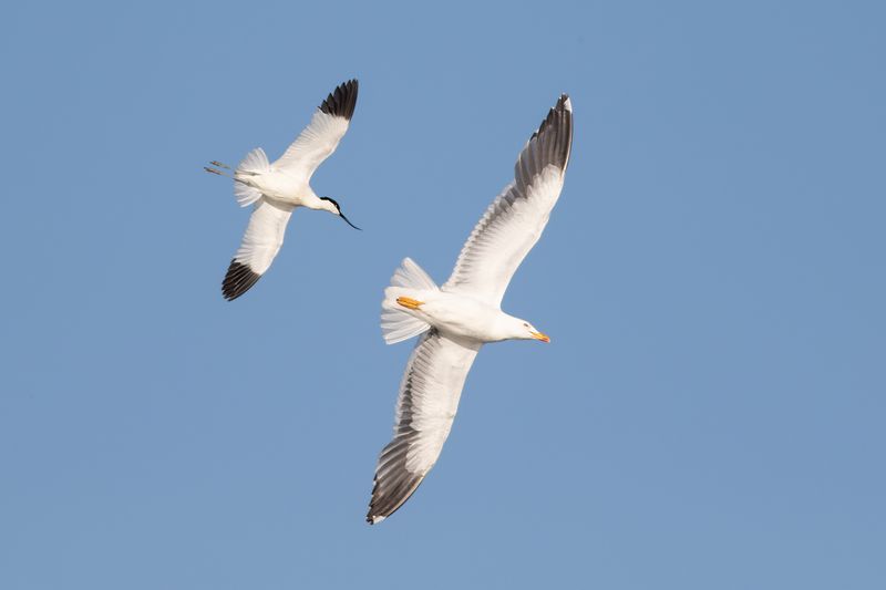 Pied Avocet, chasing Lesser Black-backed Gull / Kluut verjaagt Kleine Mantelmeeuw