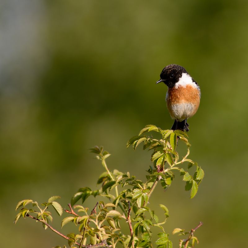 European Stonechat / Roodborsttapuit