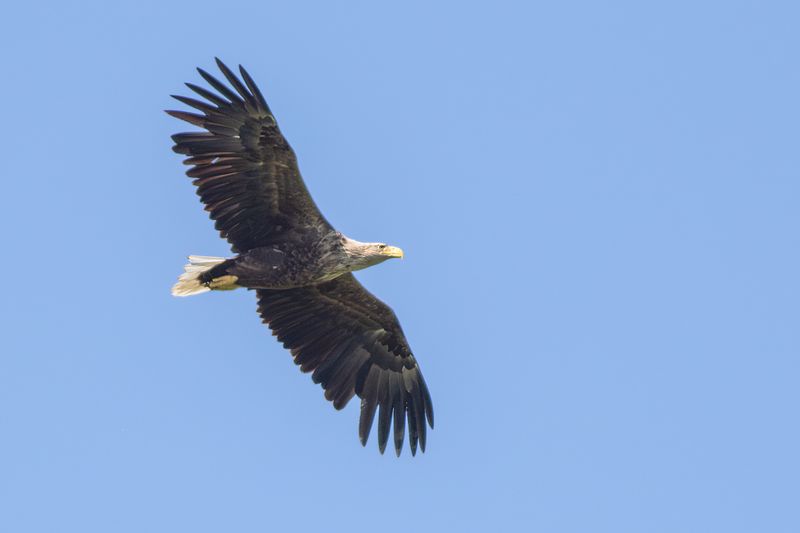 Zeearend / White-tailed Eagle