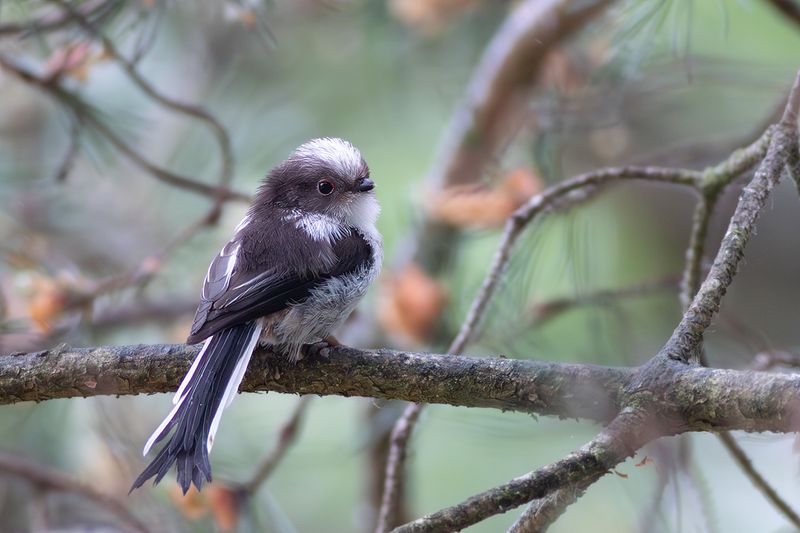Long-tailed Tit / Staartmees