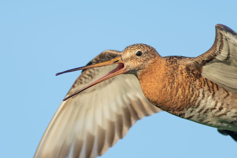 Black-tailed Godwit / Grutto