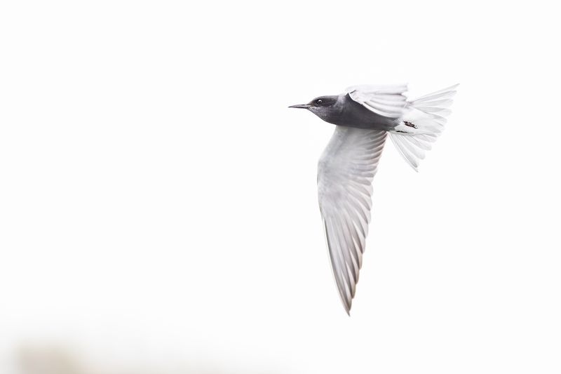 Black Tern / Zwarte Stern