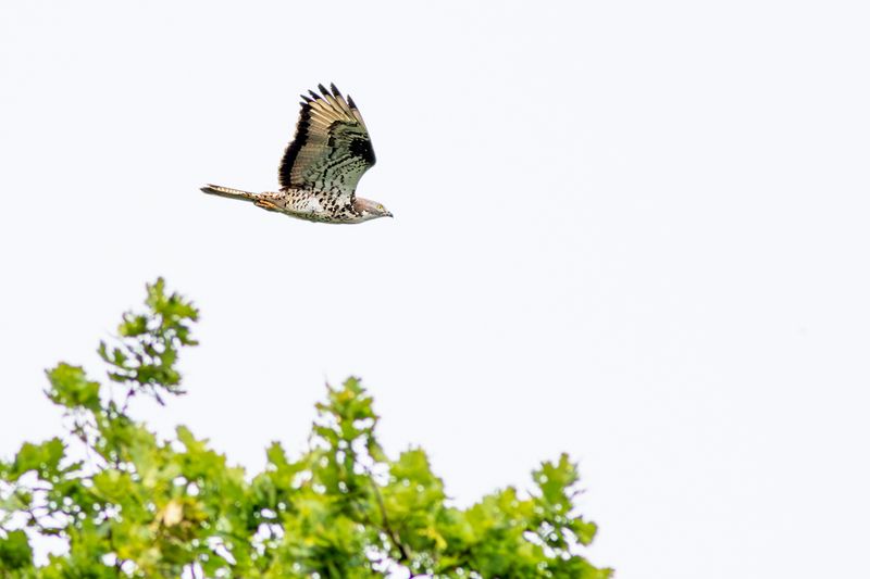 Honey Buzzard / Wespendief