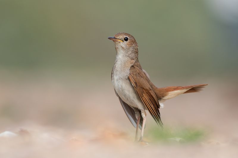 Nachtegaal / Common Nightingale