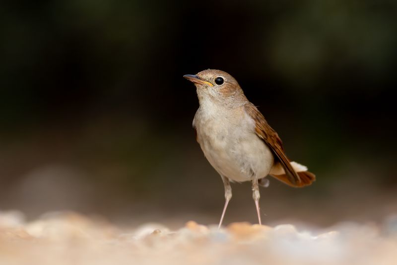 Nachtegaal / Common Nightingale