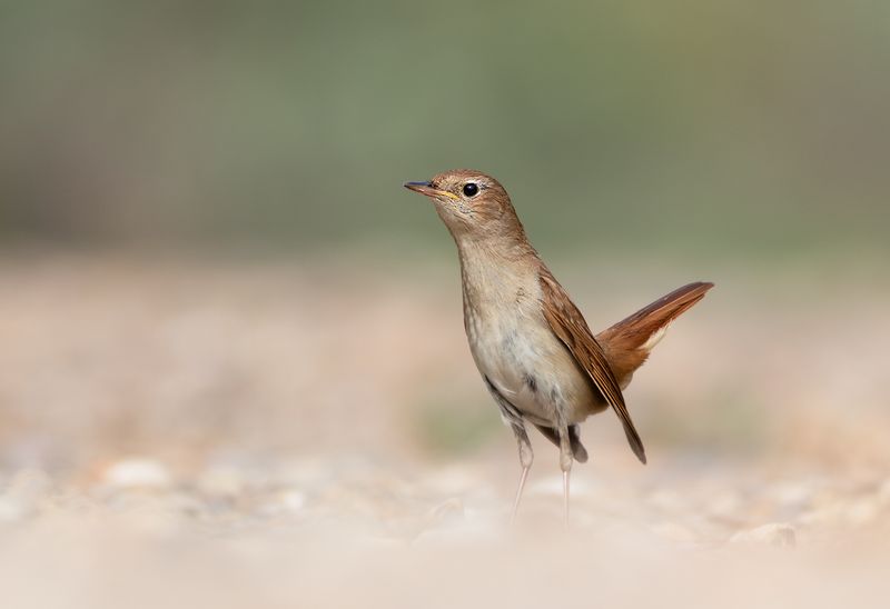 Nachtegaal / Common Nightingale