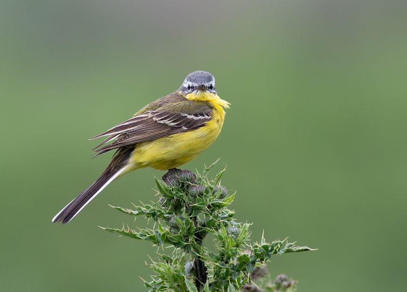 Blue-headed Wagtail / Gele Kwikstaart