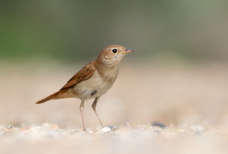 Foto's van Ruben