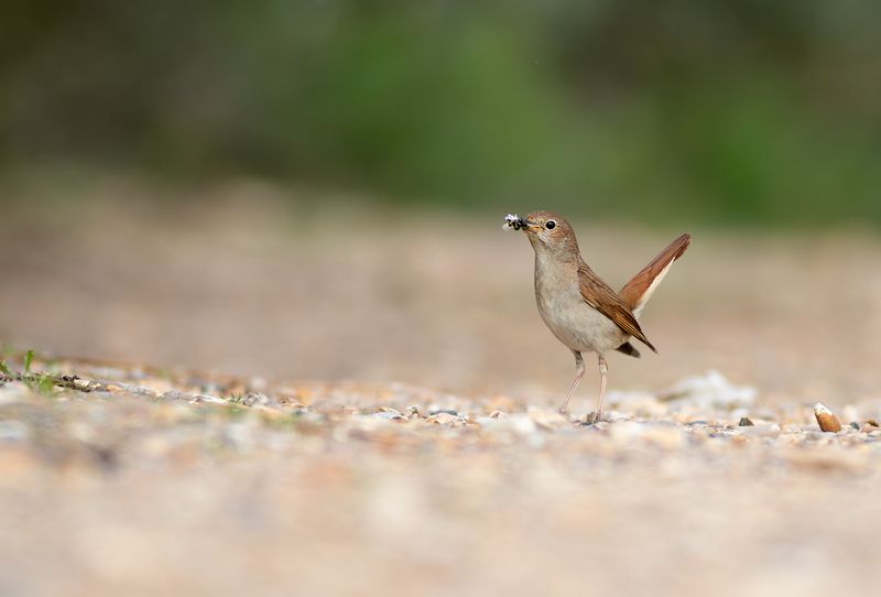 Nachtegaal / Common Nightingale