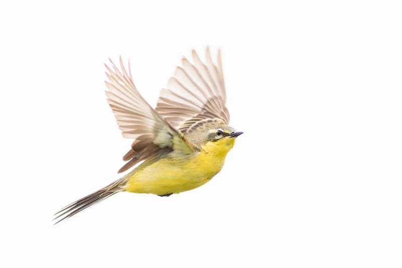 Blue-headed Wagtail / Gele Kwikstaart
