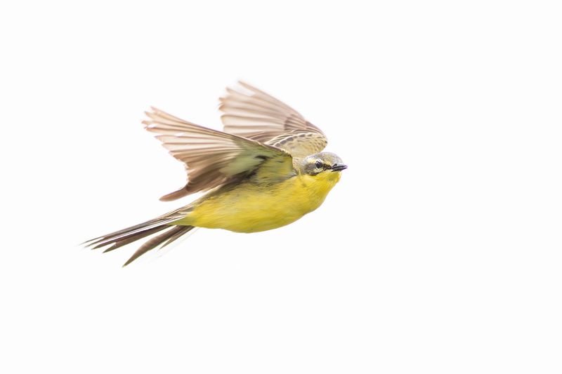 Blue-headed Wagtail / Gele Kwikstaart