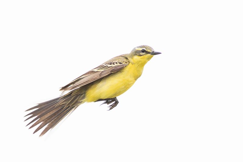 Blue-headed Wagtail / Gele Kwikstaart
