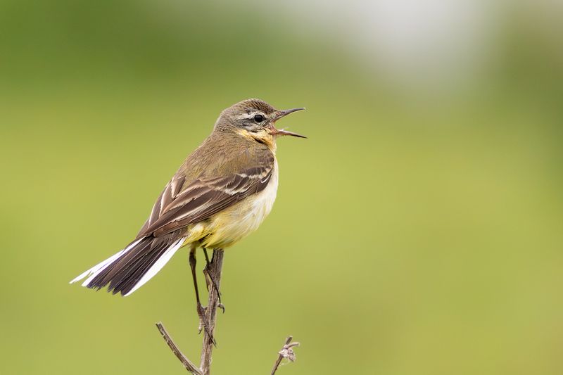 Blue-headed Wagtail / Gele Kwikstaart