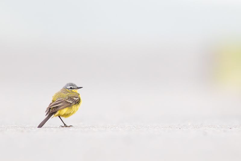 Blue-headed Wagtail / Gele Kwikstaart