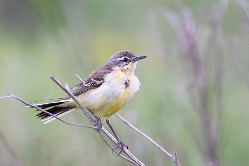 Blue-headed Wagtail / Gele Kwikstaart