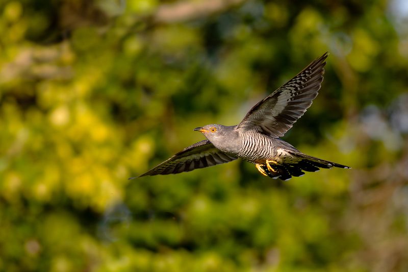 Common Cuckoo / Koekoek