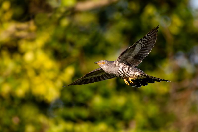 Common Cuckoo / Koekoek
