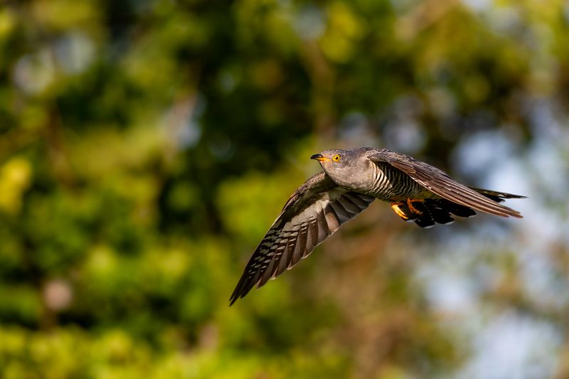 Common Cuckoo / Koekoek