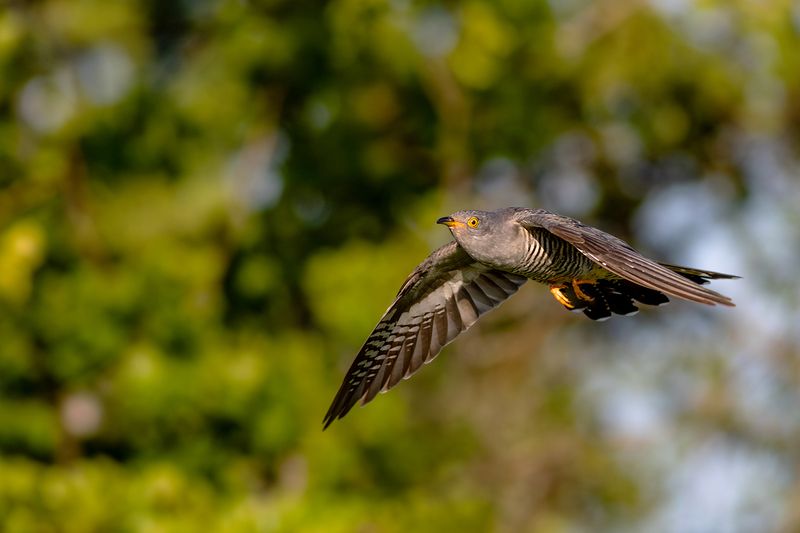 Common Cuckoo / Koekoek