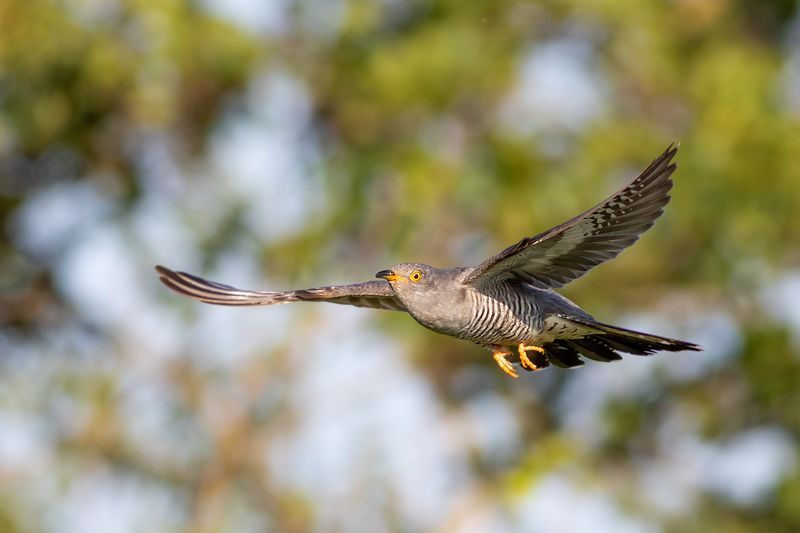 Common Cuckoo / Koekoek