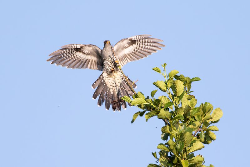 Common Cuckoo / Koekoek