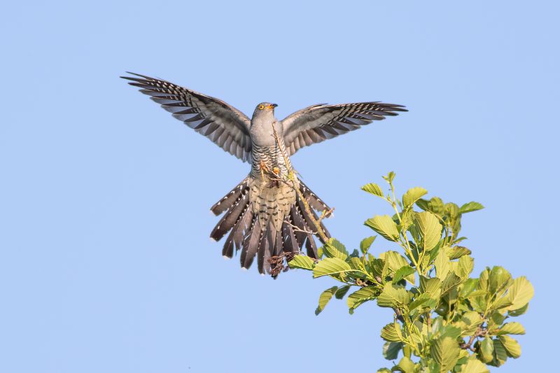 Common Cuckoo / Koekoek