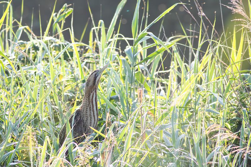 Roerdomp / Great Bittern