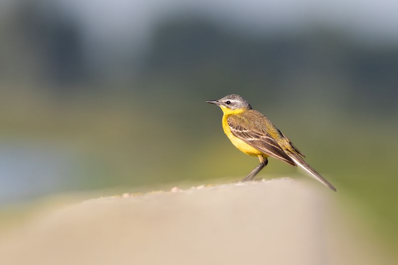 Gele Kwikstaart / Blue-headed Wagtail