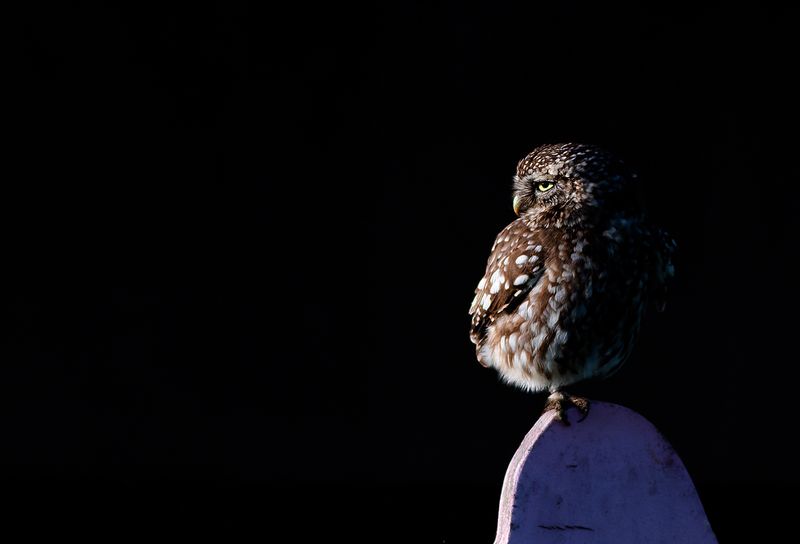 Little Owl / Steenuil