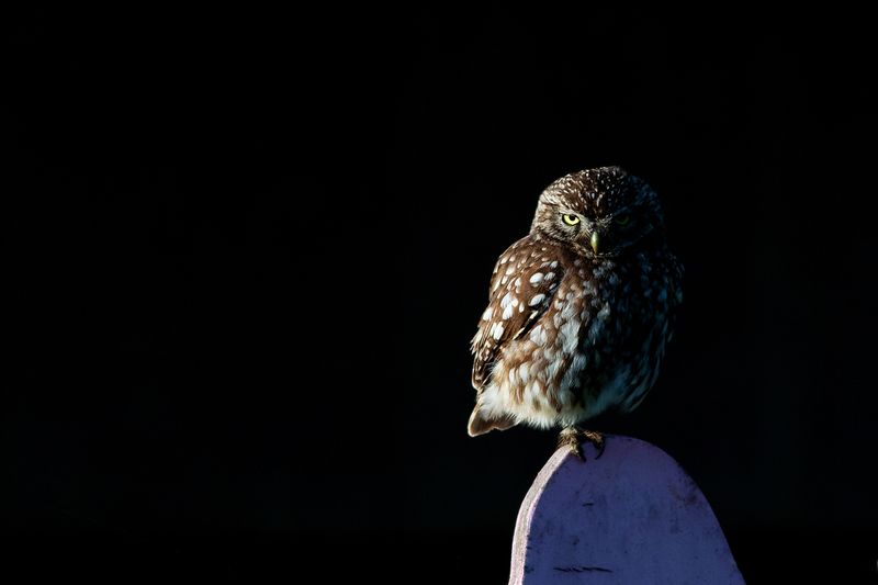 Steenuil / Little Owl