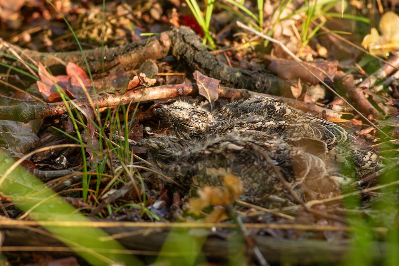 Nachtzwaluw / European Nightjar
