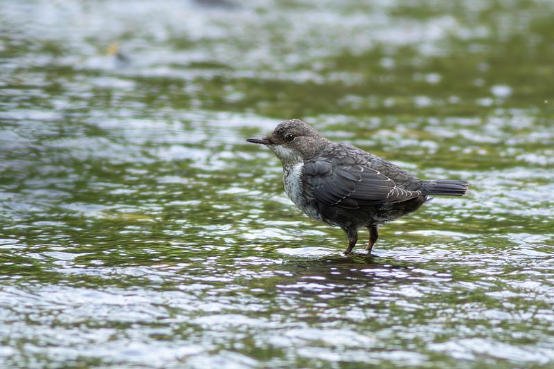 Roodbuikwaterspreeuw / Red-bellied Dipper