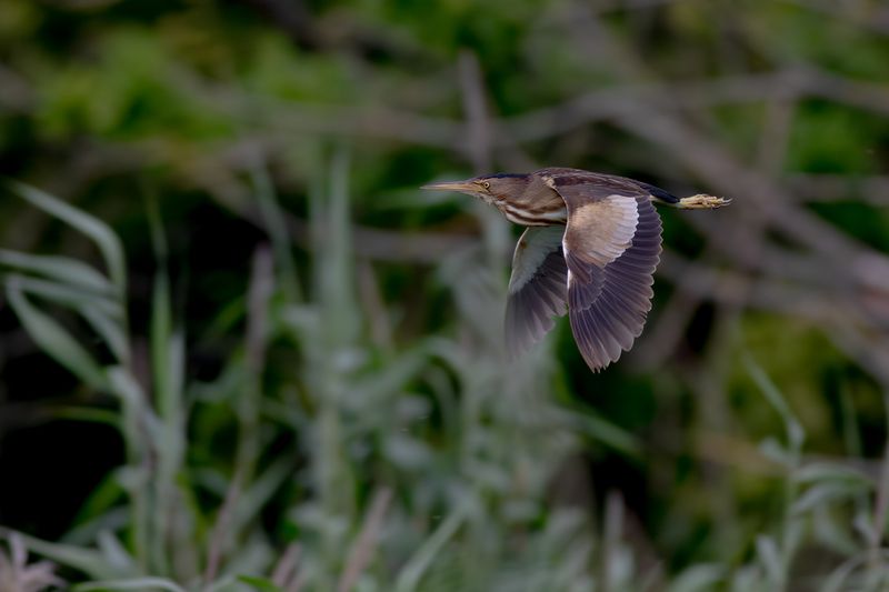 Woudaapje / Little Bittern