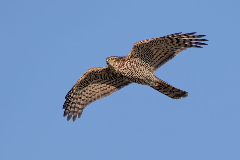 Sperwer / Eurasian Sparrowhawk
