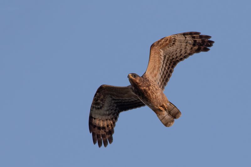 Honey Buzzard / Wespendief