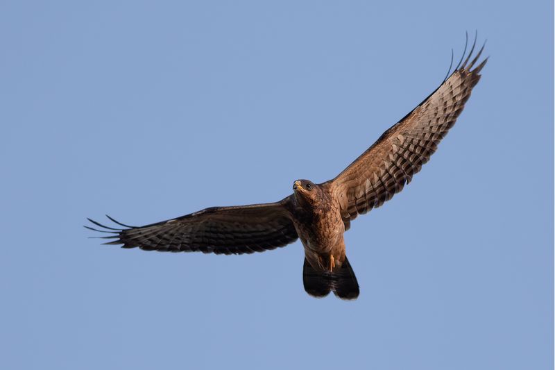 Honey Buzzard / Wespendief