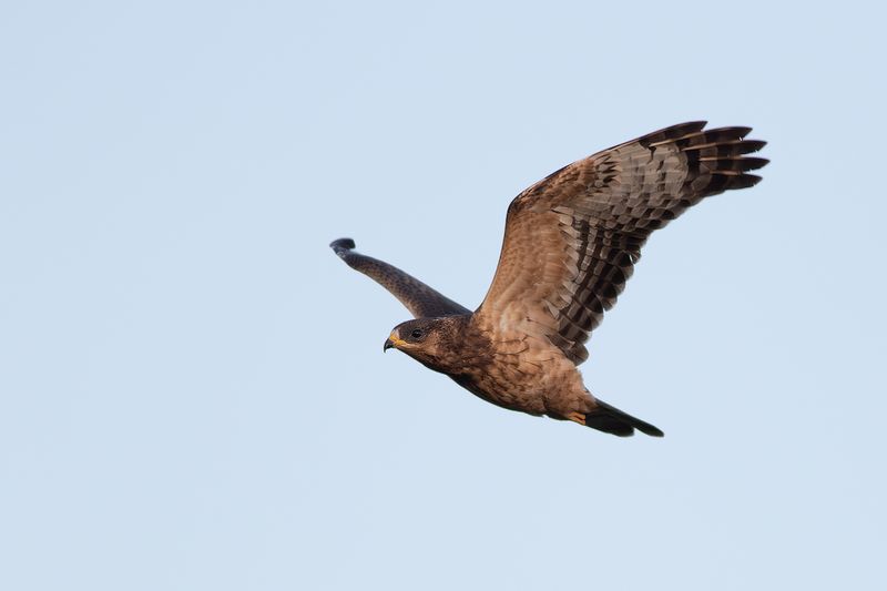 Honey Buzzard / Wespendief