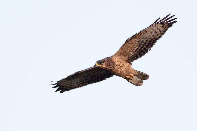 Honey Buzzard / Wespendief