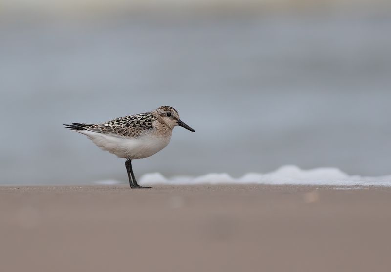 Sanderling / Drieteenstrandloper