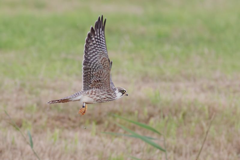 Red-footed Falcon / Roodpootvalk