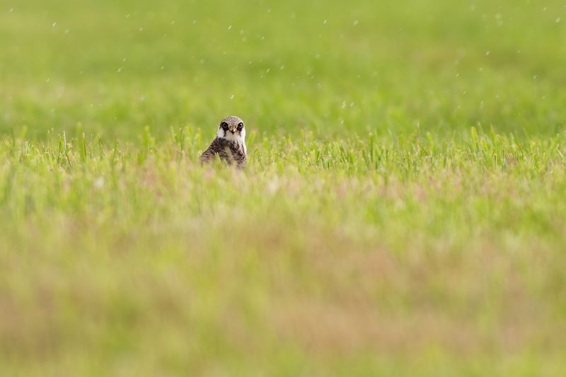 Red-footed Falcon / Roodpootvalk