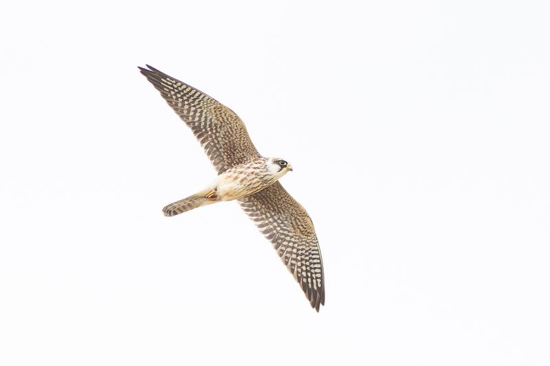 Red-footed Falcon / Roodpootvalk