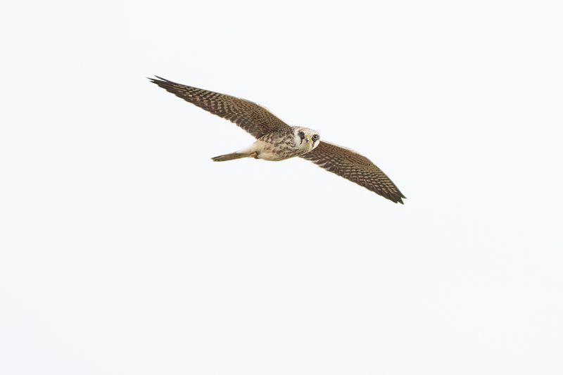 Red-footed Falcon / Roodpootvalk