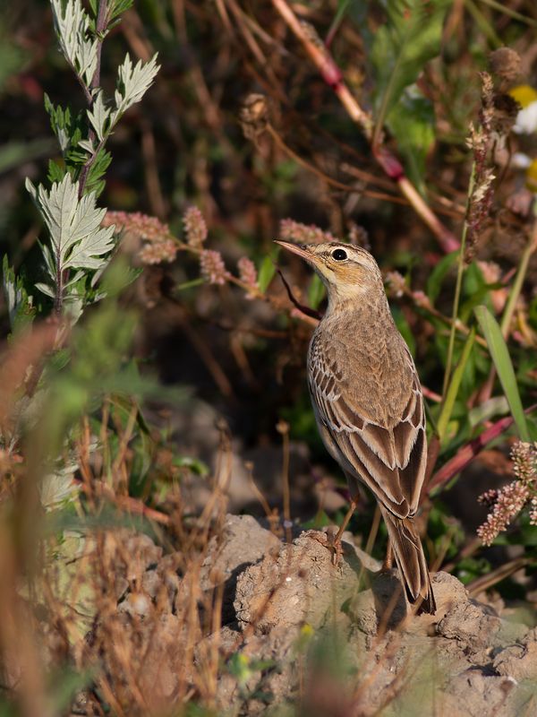 Tawny Pipit / Duinpieper