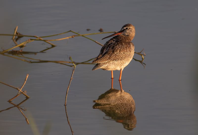 Spotted Redshank / Zwarte Ruiter