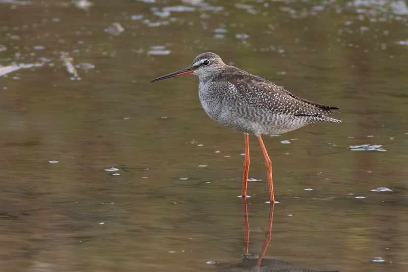 Spotted Redshank / Zwarte Ruiter