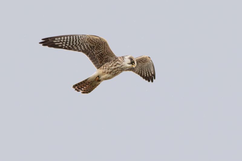 Red-footed Falcon / Roodpootvalk